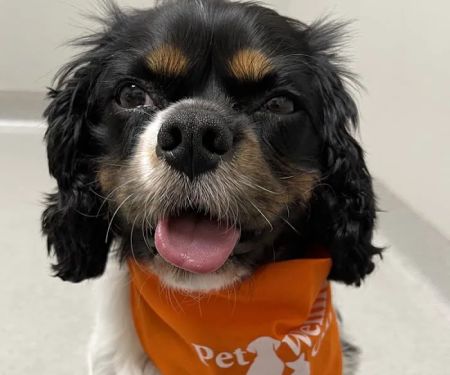 Geist Pet Wellness Clinic