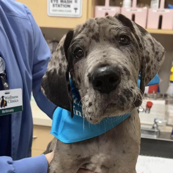 Geist Pet Wellness Clinic Picture 9