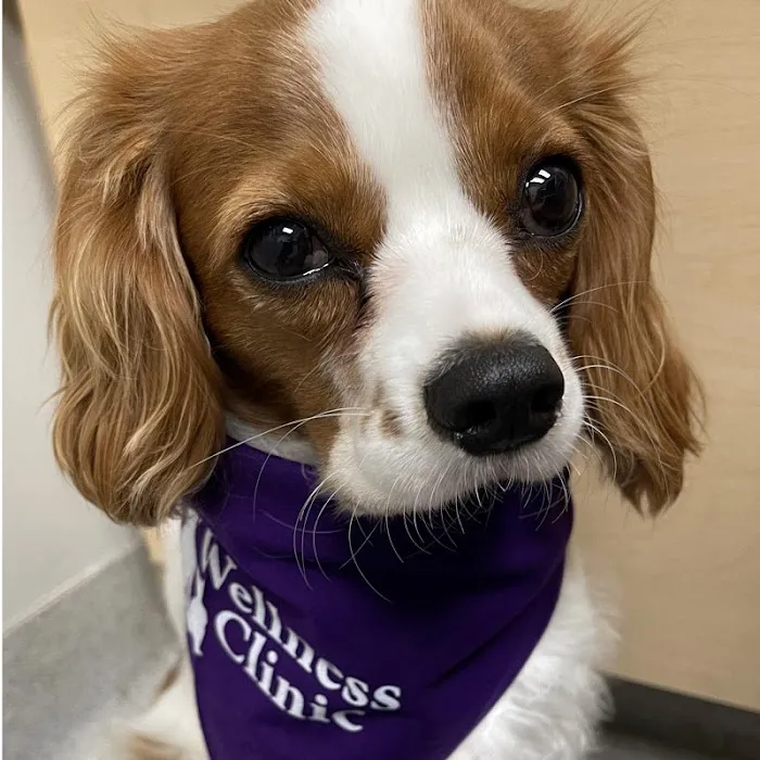 Geist Pet Wellness Clinic Picture 8