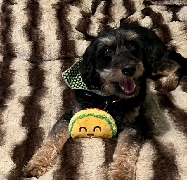 Oaklandon Family Vet Picture 2