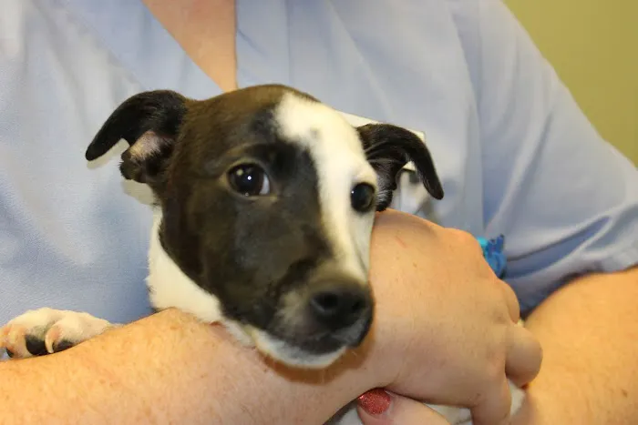 Noah's Caring Hands Animal Hospital at Geist Picture 1