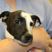 Noah's Caring Hands Animal Hospital at Geist ico