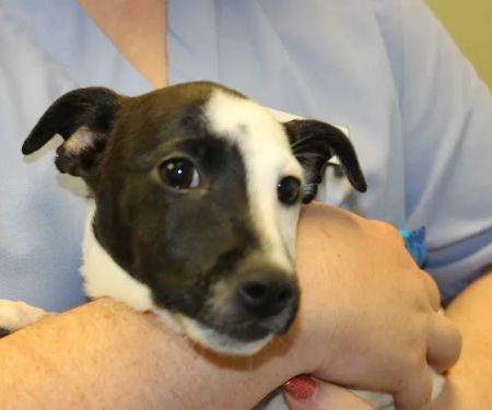 Noah's Caring Hands Animal Hospital at Geist