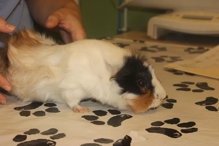 Noah's Caring Hands Animal Hospital at Geist Picture 7
