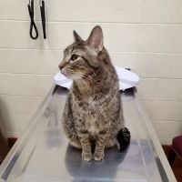Avalon Pet Wellness Clinic ico