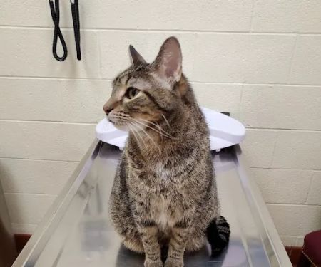 Avalon Pet Wellness Clinic