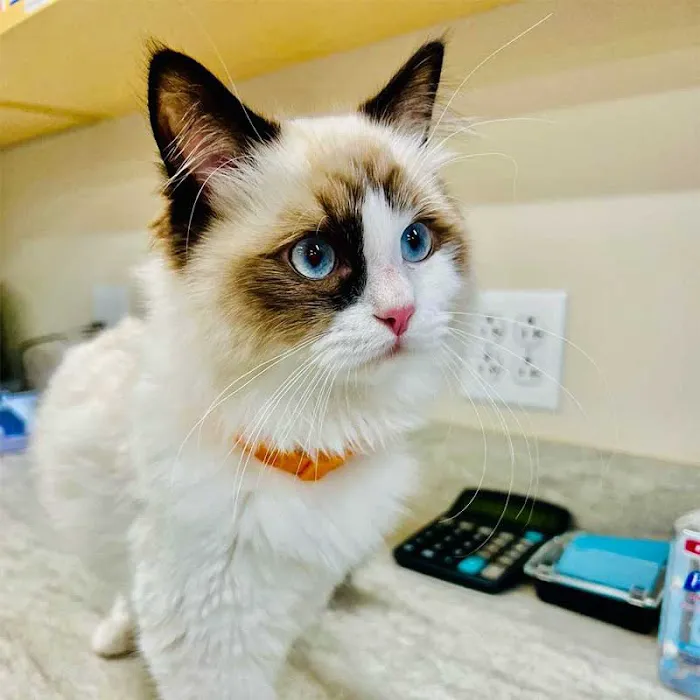 Avalon Pet Wellness Clinic Picture 7