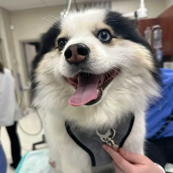 Avalon Pet Wellness Clinic Picture 8