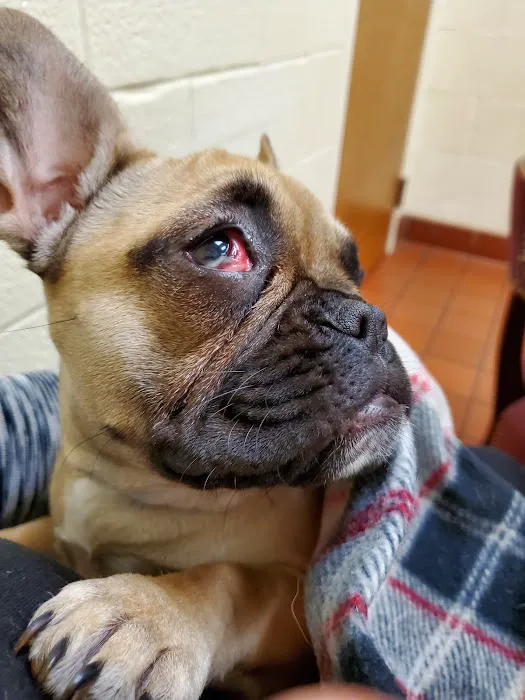 Avalon Pet Wellness Clinic Picture 3