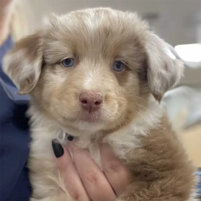 Avalon Pet Wellness Clinic Picture 10