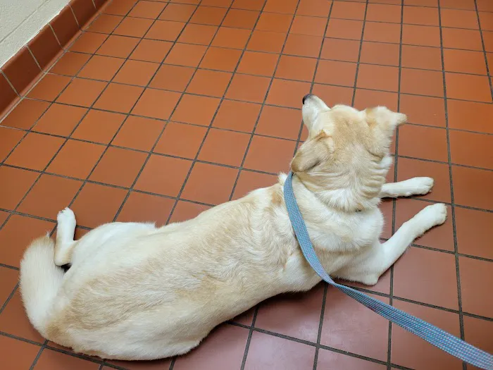 Avalon Pet Wellness Clinic Picture 9