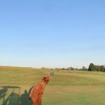 Stauffer Veterinary Surgical Center