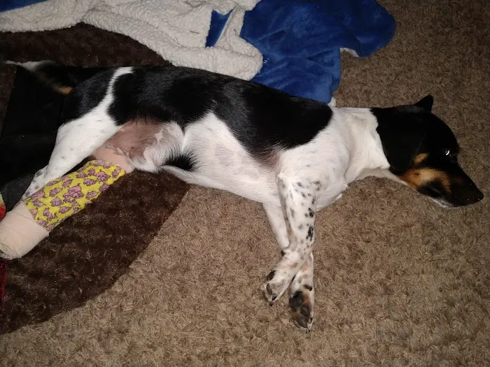 Stauffer Veterinary Surgical Center Picture 8