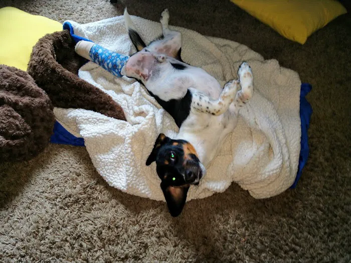 Stauffer Veterinary Surgical Center Picture 9