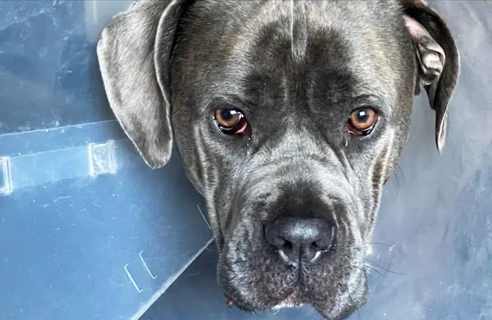 VCA Advanced Veterinary Care Center Picture 3