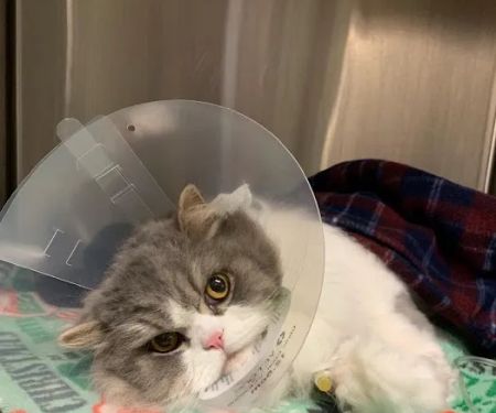 VCA Advanced Veterinary Care Center