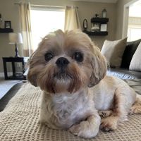 VCA Lantern Road Animal Hospital ico