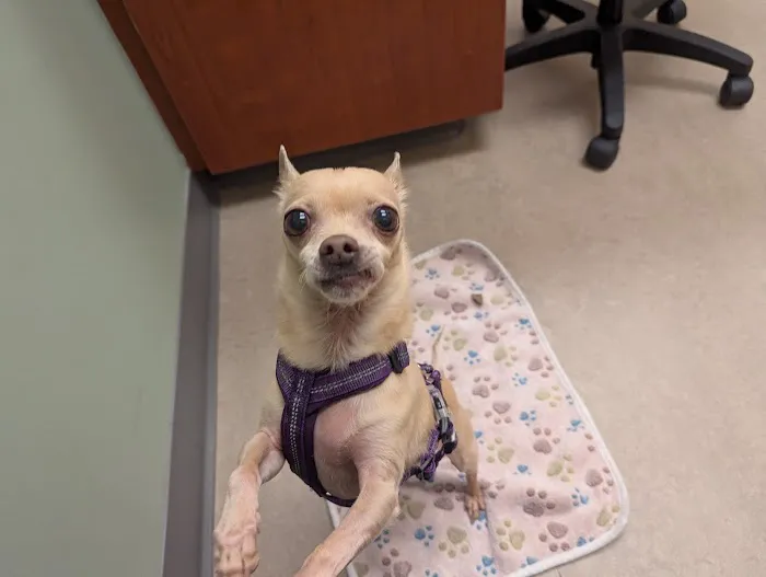 VCA Lantern Road Animal Hospital Picture 7