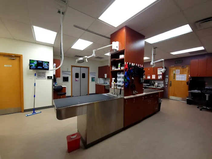 VCA Lantern Road Animal Hospital Picture 4