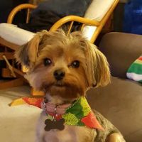 Windermere Animal Hospital ico