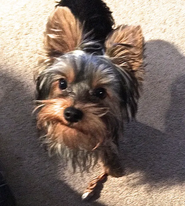 Windermere Animal Hospital Picture 10