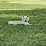Allisonville Animal Hospital