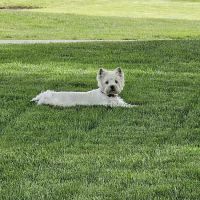 Allisonville Animal Hospital ico