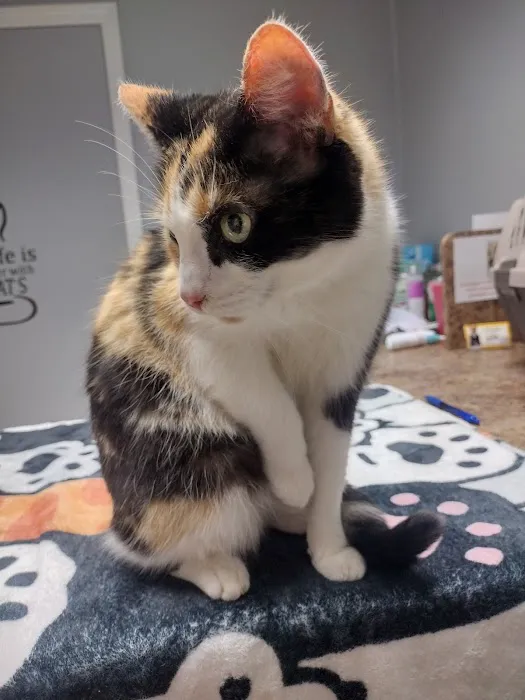 Cat Care Clinic Picture 1