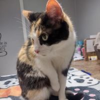Cat Care Clinic ico