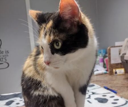 Cat Care Clinic