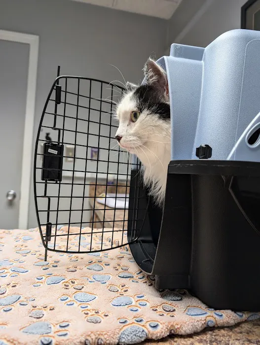 Cat Care Clinic Picture 2