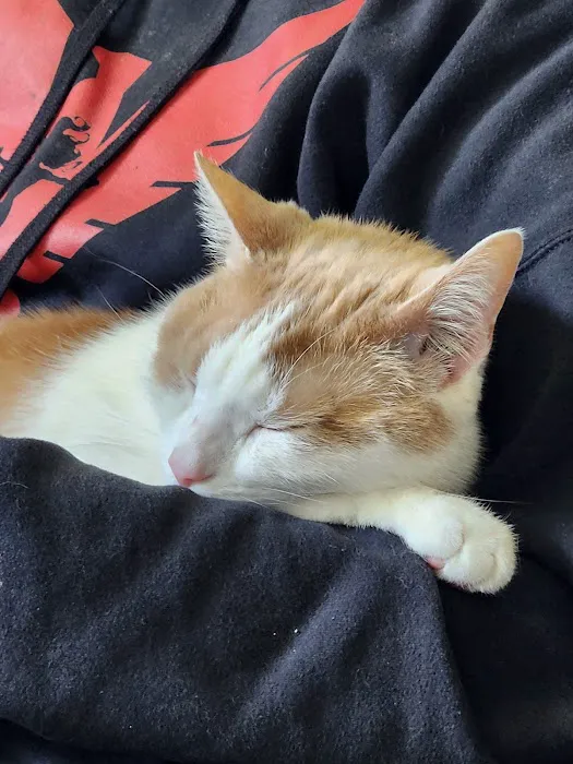 Cat Care Clinic Picture 9