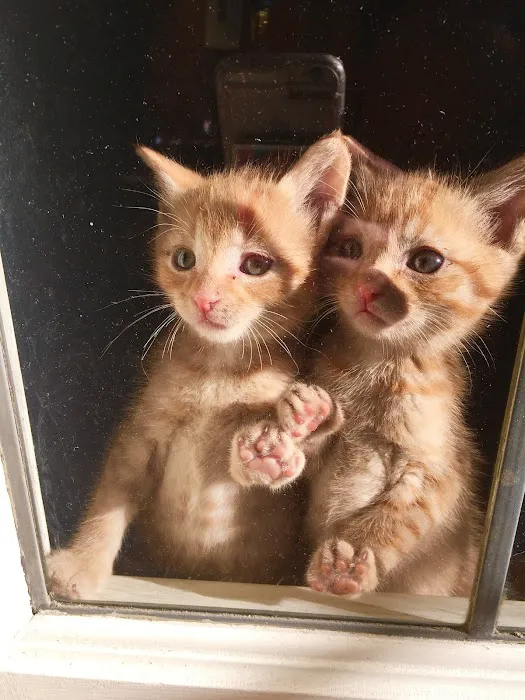 Cat Care Clinic Picture 7