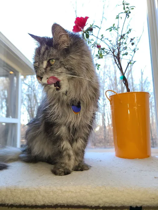 Cat Care Clinic Picture 5