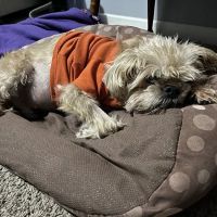 Center Grove Animal Clinic ico