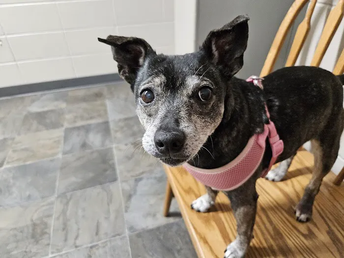 Saint Francis Pet Hospital, Camby Picture 9