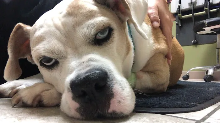 Saint Francis Pet Hospital, Camby Picture 2