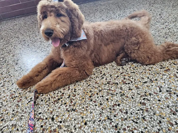 Saint Francis Pet Hospital, Camby Picture 8