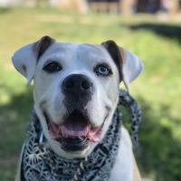 Saint Francis Pet Hospital, Camby ico