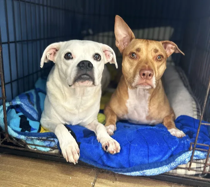 Mooresville Animal Hospital Picture 3