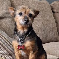 Mooresville Animal Hospital ico