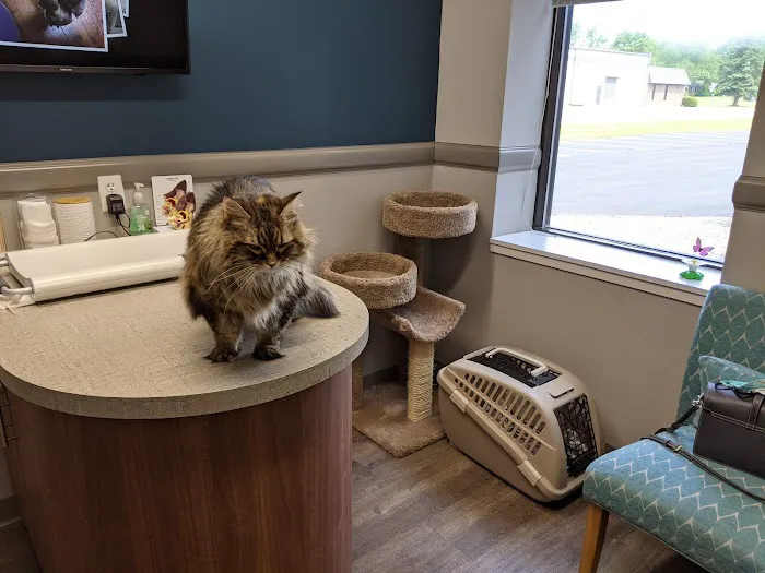 Animal Allergy & Dermatology Center of Indiana Picture 4
