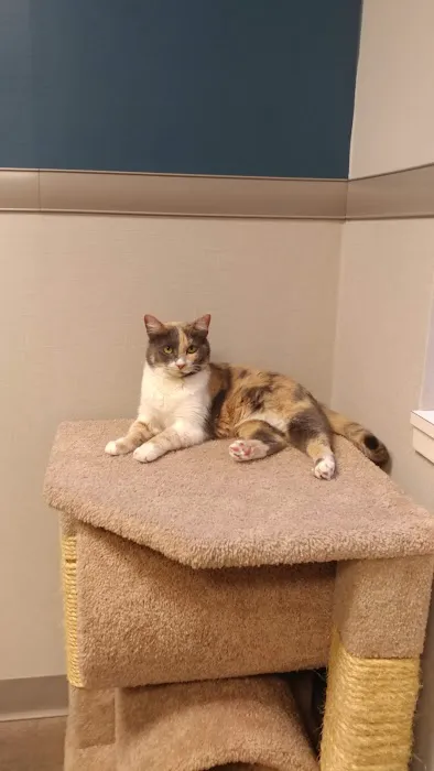 Animal Allergy & Dermatology Center of Indiana Picture 8