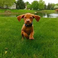 Michigan Road Animal Hospital at 96th Street ico