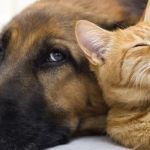 Pet Clinic of Brownsburg