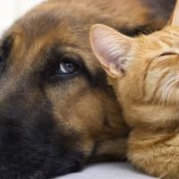 Pet Clinic of Brownsburg ico