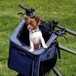 Low Cost Spay Neuter Clinic