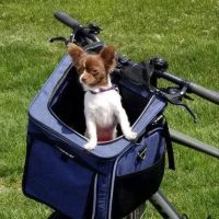 Low Cost Spay Neuter Clinic ico