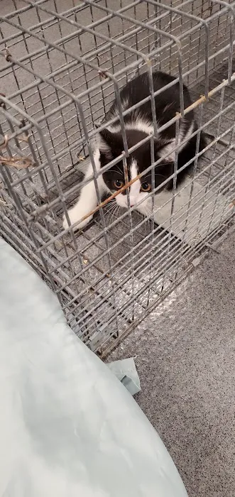 Low Cost Spay Neuter Clinic Picture 10