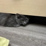 Brownsburg Pet Wellness Clinic